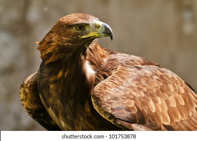  Golden Eagle