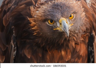 Golden Eagle