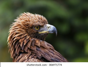 Golden Eagle