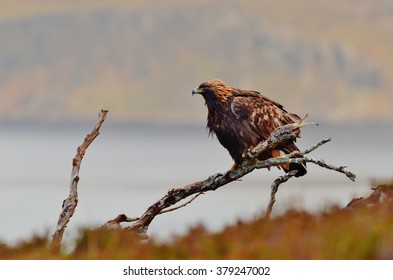 Golden eagle