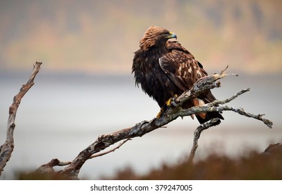 golden eagle

Golden eagle