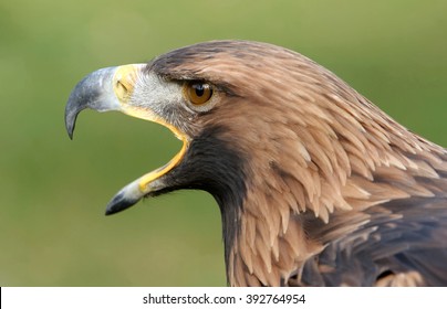 Golden Eagle