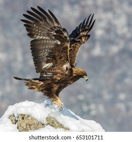 Golden Eagle