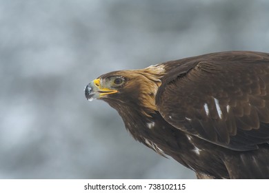 GOLDEN EAGLE