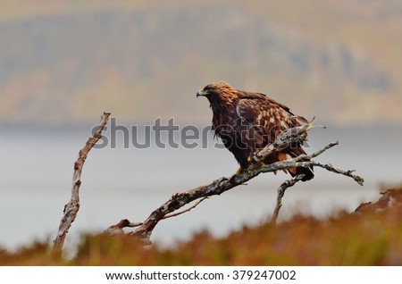Golden eagle