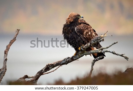 golden eagle

Golden eagle
