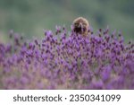 Golden eagle among flowers (Aquila chrysaeto)