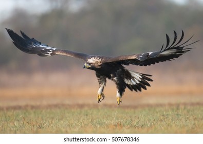 Golden Eagle (Aquila Chrysaetos)