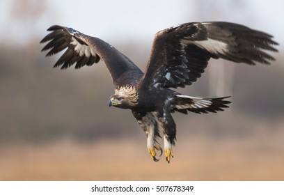 Golden Eagle (Aquila Chrysaetos)