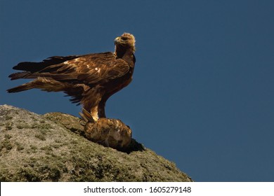 407 Eagle hunting rabbit Images, Stock Photos & Vectors | Shutterstock