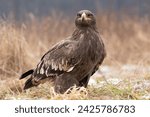 The golden eagle (Aquila chrysaetos) is a bird of prey living in the Northern Hemisphere. It is the most widely distributed species of eagle. Like all eagles, it belongs to the family Accipitridae.