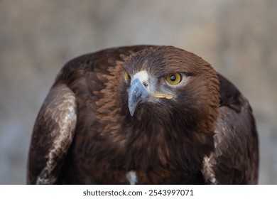 Golden Eagle (Aquila chrysaetos) bird of prey close up detailed shot - Powered by Shutterstock