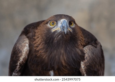 Golden Eagle (Aquila chrysaetos) bird of prey close up detailed shot - Powered by Shutterstock