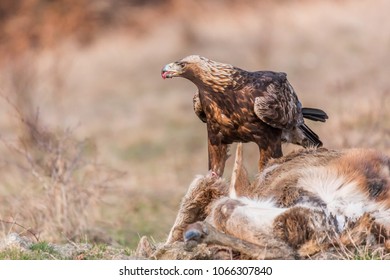 Imágenes Fotos De Stock Y Vectores Sobre Aquila Chrysaetos