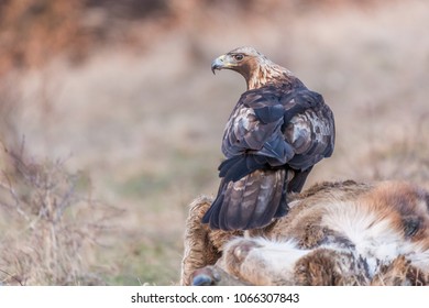 Imágenes Fotos De Stock Y Vectores Sobre Aquila Chrysaetos