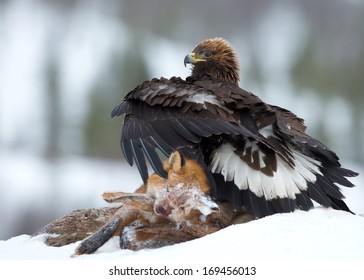 9,489 Golden Eagle Hunting Images, Stock Photos & Vectors | Shutterstock