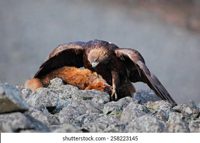 Golden Eagle Fox Images Stock Photos Vectors Shutterstock