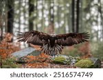 GOLDEN EAGLE aquila chrysaetos in flight