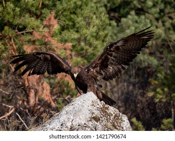 Landing Eagle Images Stock Photos Vectors Shutterstock