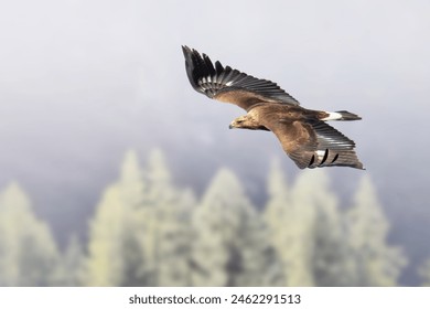 Golden Eagle (Aquila chrysaetos) flying over a conifeours forest on a misty day in the Italian Alps, bird of prey in flight with spread wings.  - Powered by Shutterstock