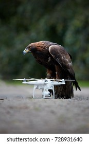 1000 Drone Eagle Stock Images Photos Vectors Shutterstock