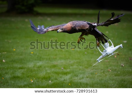 Golden eagle, Aquila chrysaetos, flying with white quad copter. Drone hunter, bird of prey with quad copter in claws.Copter catched by eagle. Falconry training against drones. Airfield protection.
