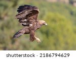 Golden eagle (Aquila chrysaetos homeyeri) Cordoba, Spain