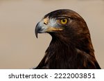 Golden eagle (Aquila chrysaetos), a majestic apex predator.