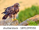 Golden Eagle  Aquila chrysaetos at Mediterranean Forest  Castile and Leon  Spain  Europe