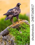 Golden Eagle, Aquila chrysaetos, Mediterranean Forest, Castile Leon, Spain, Europe