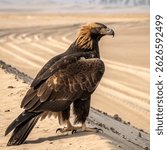 Golden Eagle Aquila chrysaetos at Mediterranean Forest Castile and Leon Spain Europe