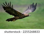 Golden eagle (Aquila chrysaetos) in its natural enviroment