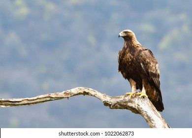 Royalty Free Golden Eagle Stock Images Photos Vectors