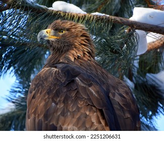 The golden eagle (Aquila chrysaetos) is one of the best-known birds of prey in the Northern Hemisphere. It is the most widely distributed species of eagle - Shutterstock ID 2251206631