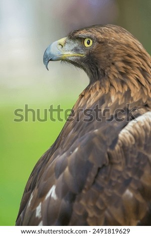 Similar – Foto Bild Nahaufnahme des Vorderbilds eines Steinadlers mit Blick auf die Kamera