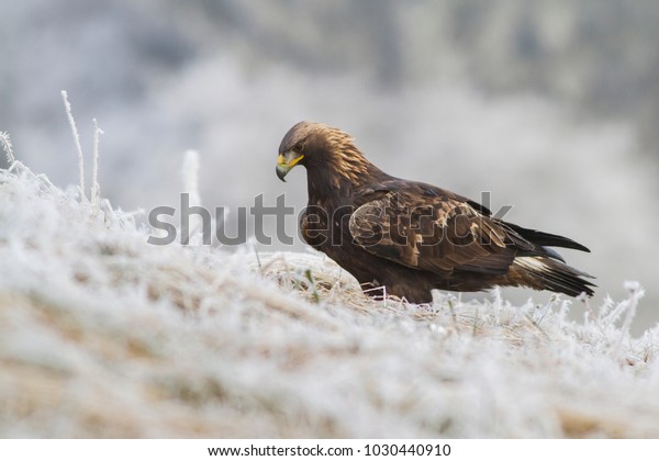 Golden Eagle Aquila Chrysaetos Sitting Field Stock Photo