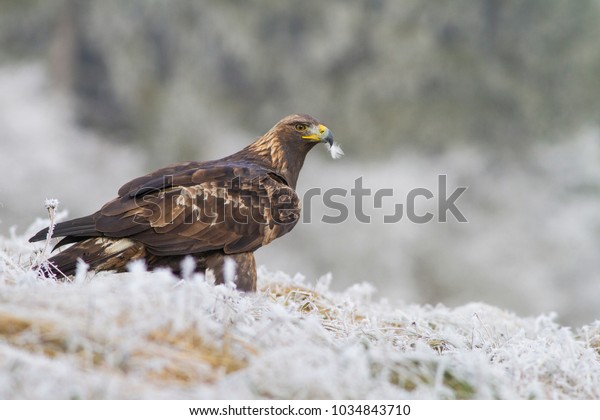 Golden Eagle Aquila Chrysaetos Sitting Field Stock Photo