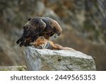 Golden eagle, aquila chrysaetos, standing on a dead fox and feeding with its flash in autumn nature. Wild bird of prey tearing pieces of a kill on a dry grass in autumn nature with blurred background.