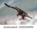 Golden eagle (Aquila chrysaetos) in the wild