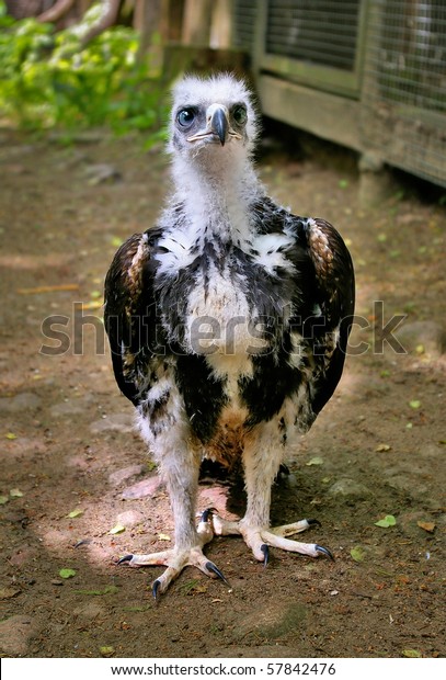 Golden Eagle Baby Stock Photo Edit Now 57842476