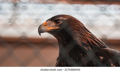 Golden Eagle Behind Fence Stock Photo 2174306943 | Shutterstock