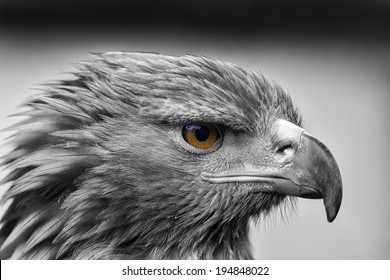 Falcon Black White Images, Stock Photos 