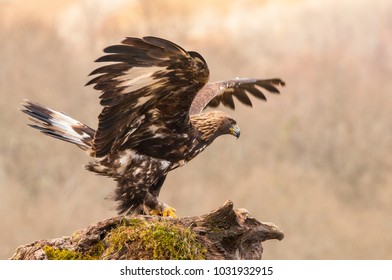 Golden Eagle Spain Images Stock Photos Vectors Shutterstock