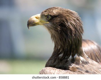 Golden Eagle Chick