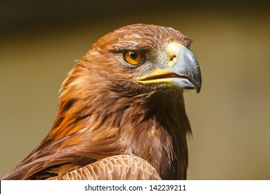 Golden Eagle Close Up