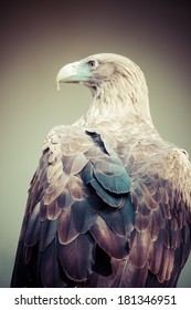 Golden Eagle Close Up 