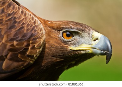 Golden Eagle Close Up