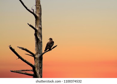 Golden Eagle In Conifer Snag Otter Crest,   Oregon Coast