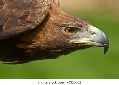 Golden Eagle Detail Head