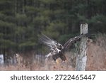 a golden eagle diving down looking with wings spread up high
